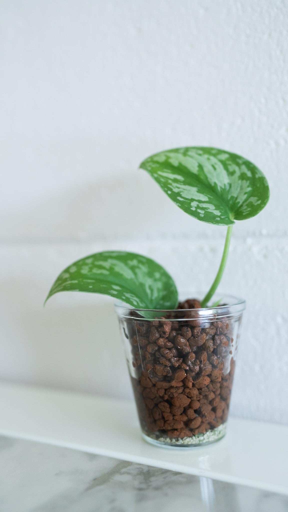 Amazon | 柴田園芸刃物 ハイドロボール 40L 中粒 | 園芸用はさみ